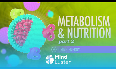 Metabolism Nutrition Part 2 Crash Course A P 37