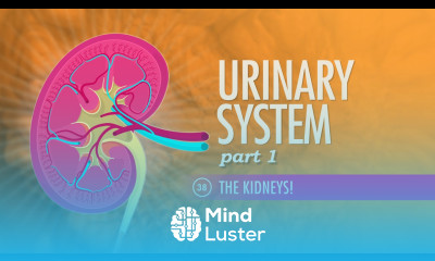 Urinary System Part 1 Crash Course A P 38