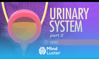 Urinary System Part 2 Crash Course A P 39