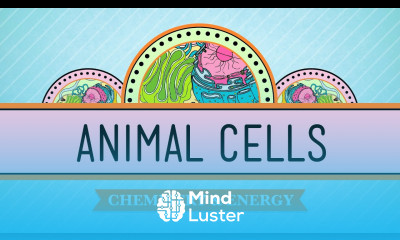 Eukaryopolis The City of Animal Cells Crash Course Biology 4