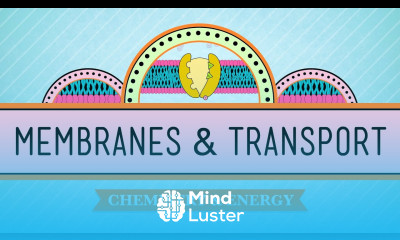 In Da Club Membranes Transport Crash Course Biology 5