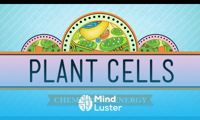 Plant Cells Crash Course Biology 6