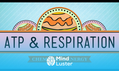 ATP Respiration Crash Course Biology 7