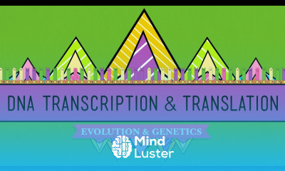 DNA Hot Pockets The Longest Word Ever Crash Course Biology 11