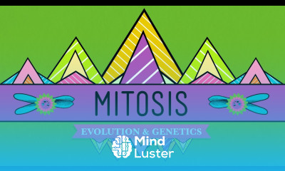 Mitosis Splitting Up is Complicated Crash Course Biology 12