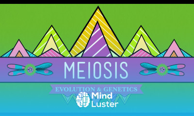 Meiosis Where the Sex Starts Crash Course Biology 13