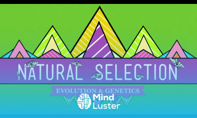 Natural Selection Crash Course Biology 14