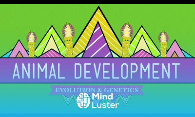 Animal Development We re Just Tubes Crash Course Biology 16