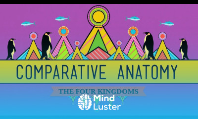 Comparative Anatomy What Makes Us Animals Crash Course Biology 21