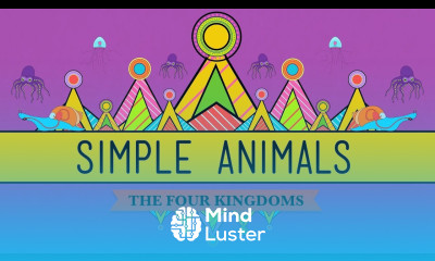 Simple Animals Sponges Jellies Octopuses Crash Course Biology 22