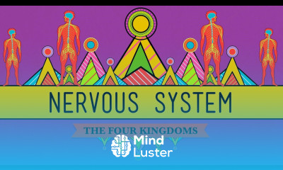 The Nervous System CrashCourse Biology 26