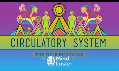 Circulatory Respiratory Systems CrashCourse Biology 27