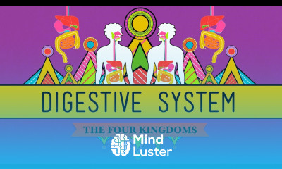 The Digestive System CrashCourse Biology 28