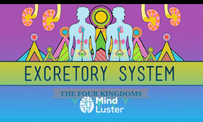 The Excretory System From Your Heart to the Toilet CrashCourse Biology 29