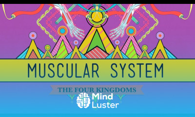 Big Guns The Muscular System CrashCourse Biology 31