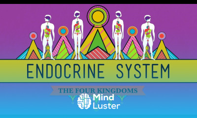 Great Glands Your Endocrine System CrashCourse Biology 33