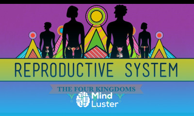 The Reproductive System How Gonads Go CrashCourse Biology 34