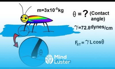 Physics 33 1 Surface Tension 3 of 12 The Walking on Water Water Bug