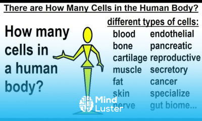 Can You Believe It 24 There are How Many Cells in the Human Body