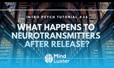 What Happens to Neurotransmitters After Release Intro Psych Tutorial 26