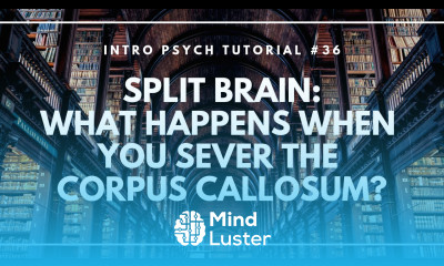Split Brains What Happens When You Sever the Corpus Callosum Intro Psych Tutorial 36