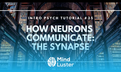 How Neurons Communicate The Synapse Intro Psych Tutorial 25