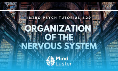 Organization of the Nervous System Intro Psych Tutorial 29
