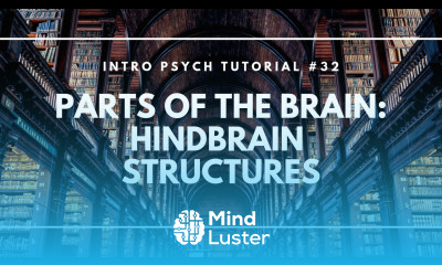 Parts of the Brain Hindbrain Structures Intro Psych Tutorial 32