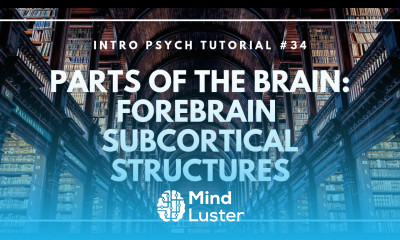 Parts of the Brain Forebrain Subcortical Structures Intro Psych Tutorial 34