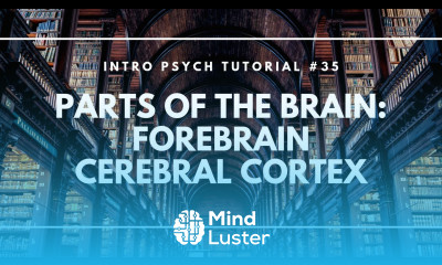 Parts of the Brain Forebrain Cerebral Cortex Intro Psych Tutorial 35