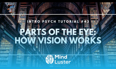 Parts of the Eye How Vision Works Intro Psych Tutorial 43