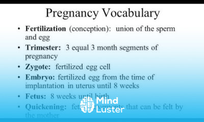 Pregnancy Vocabulary