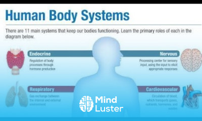 Human Body Systems 11 main Systems of human body