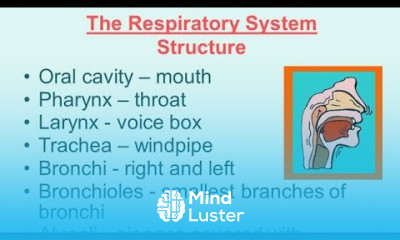 Common Disorders Of Respiratory System