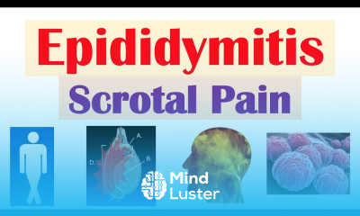Epididymitis Scrotal Pain Causes Risk Factors Signs Symptoms Diagnosis Treatment