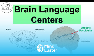 Brain Language Centers Broca s Area Wernicke s Area Angular Gyrus Arcuate Fasciculus