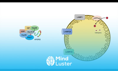Chaperone Mediated Autophagy CMA Selection Mechanism and Regulation
