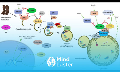 Macroautophagy Regulation During Feeding Fasting and Starvation