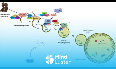 Macroautophagy Transcriptional Regulation Lesson 1