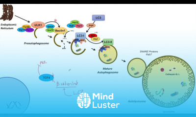 Macroautophagy Transcriptional Regulation Lesson 2