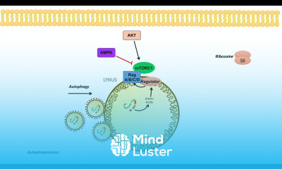 mTOR Signaling Pathway Regulation by the Lysosome