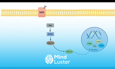 Ras Raf MEK ERK Signaling Pathway Overview Regulation and Role in Pathology
