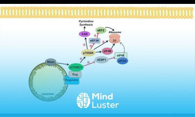 mTOR Signaling Pathway mTOR Complexes Regulation and Downstream effects
