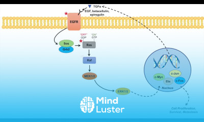 Ras Raf MAPK Pathway and Cancer Mutations Cancer Pathogenesis and Chemotherapy