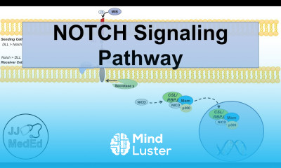 Notch Signaling Pathway Purpose and Mechanism