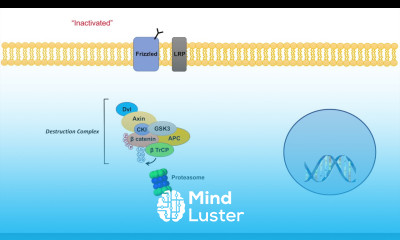 Wnt β Catenin Signaling Pathway Overview Purpose and APC Mutations