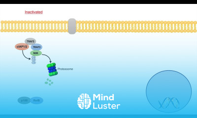 Non Canonical NF kB Signaling Pathway Mechanism and Function