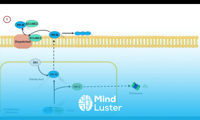 Introduction to Hedgehog Signaling Hedgehog Protein Synthesis and Release