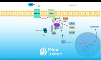 Hedgehog Signaling Pathway in Invertebrates Mechanism and Role in Development