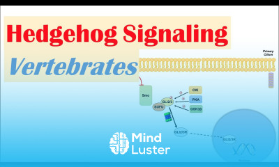 Hedgehog Signaling Pathway in Vertebrates Purpose and Mechanism
